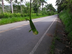 Polychrus gutturosus