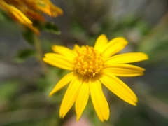 Calanticaria greggii