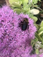 Xylocopa virginica
