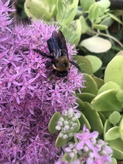 Xylocopa virginica