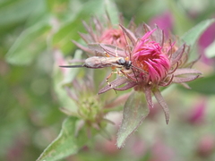 Pimplinae