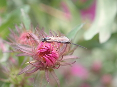 Pimplinae