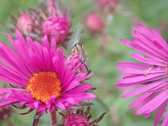 Pimplinae