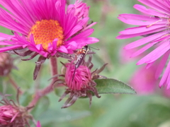 Pimplinae
