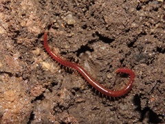 Strigamia bothriopus