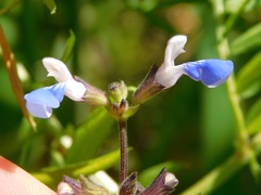 Salvia procurrens