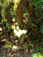 Begonia glabra