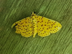 Polygrammodes eleuata