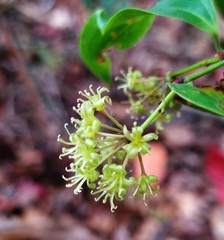 Smilax lanceifolia