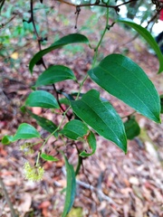 Smilax lanceifolia