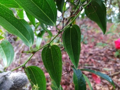 Smilax lanceifolia