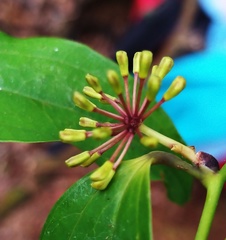 Smilax lanceifolia