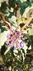Solanum crinitipes