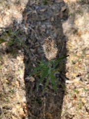 Vernonia lindheimeri