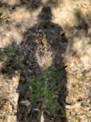 Vernonia lindheimeri