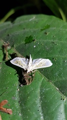 Palpita vitrealis
