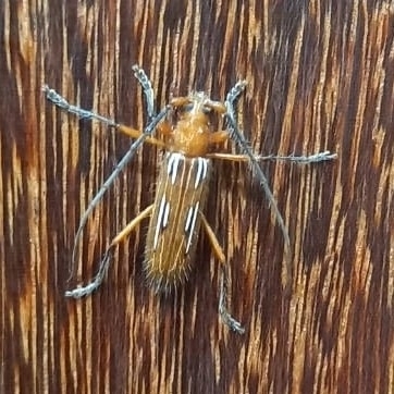 Eburodacrys flexuosa