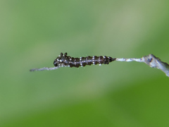 Colobura dirce dirce