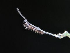 Colobura dirce dirce