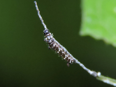 Colobura dirce dirce