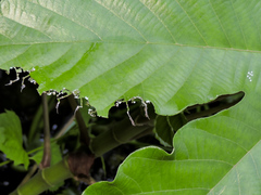 Colobura dirce dirce