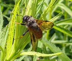 Trichiosoma triangulum