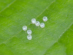 Colobura dirce dirce