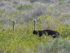 Struthio camelus australis