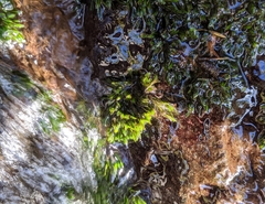 Fissidens grandifrons