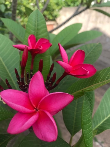 Mexican Plumeria