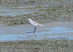 Charadrius pallidus