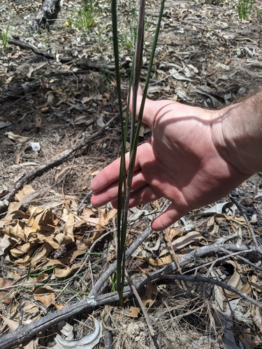 Haemodorum austroqueenslandicum (Haemodorum austroqueenslandicum)