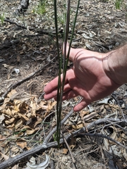 Haemodorum austroqueenslandicum