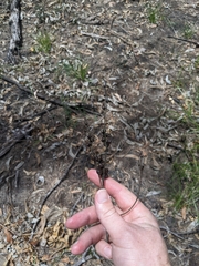 Haemodorum austroqueenslandicum