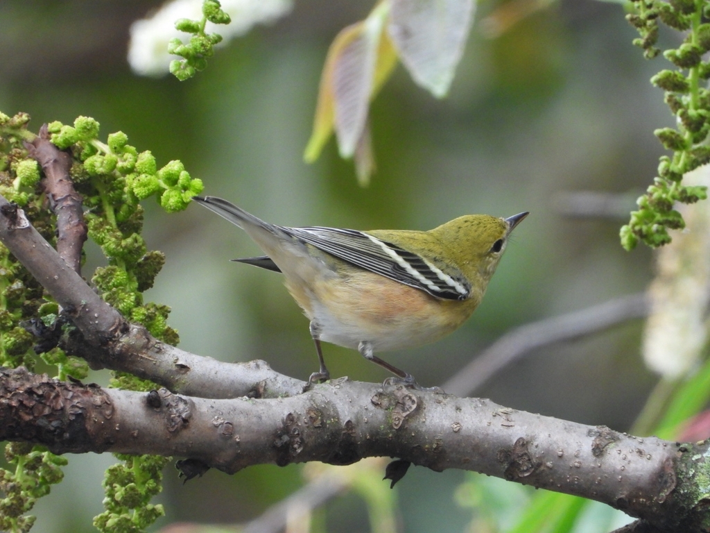 Bay-breasted Warbler