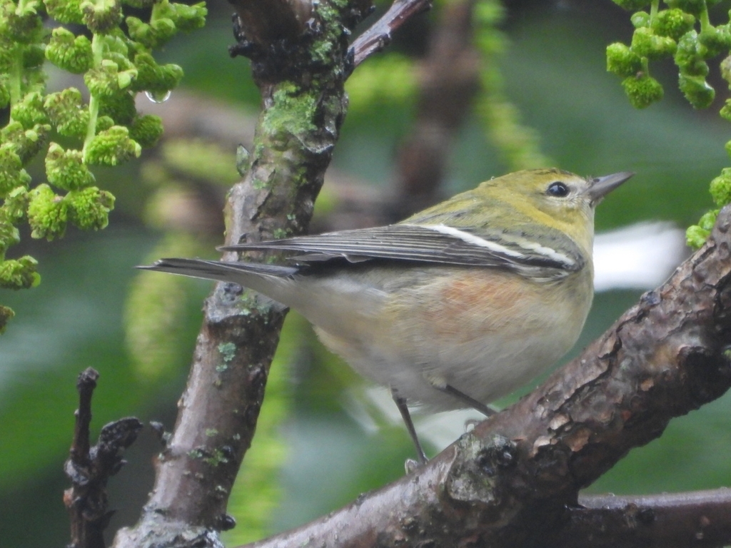 Reinita castaña, El humedal Córdoba sigue siendo el humedal con más especies de aves registradas