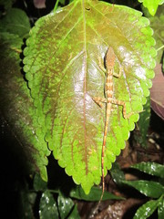Anolis bahorucoensis