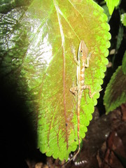 Anolis bahorucoensis