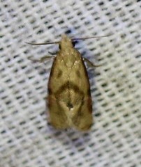 Platphalonidia magdalenae