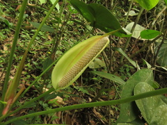 Anthurium buganum