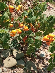 Solanum mammosum