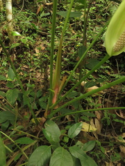 Anthurium buganum