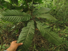 Cupania