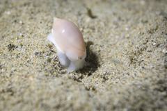 Acteonidae