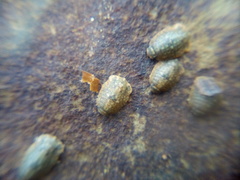 Exosphaeroma planulum