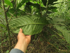 Cupania