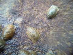 Exosphaeroma planulum