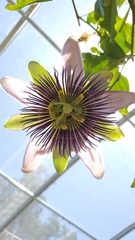 Passiflora alata × caerulea