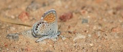 Brephidium exilis exilis