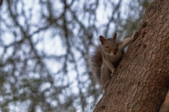 Sciurus niger limitis